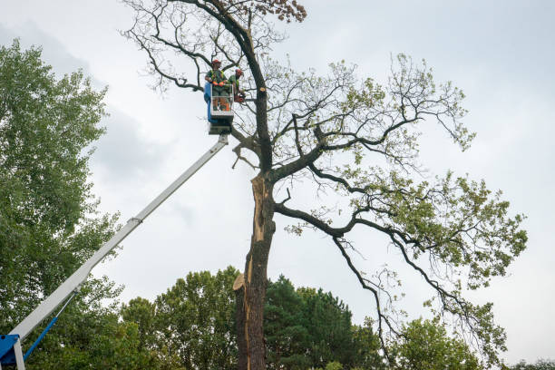 Best Storm Damage Tree Cleanup  in Nashville, GA
