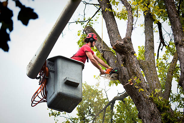 Best Arborist Consultation Services  in Nashville, GA